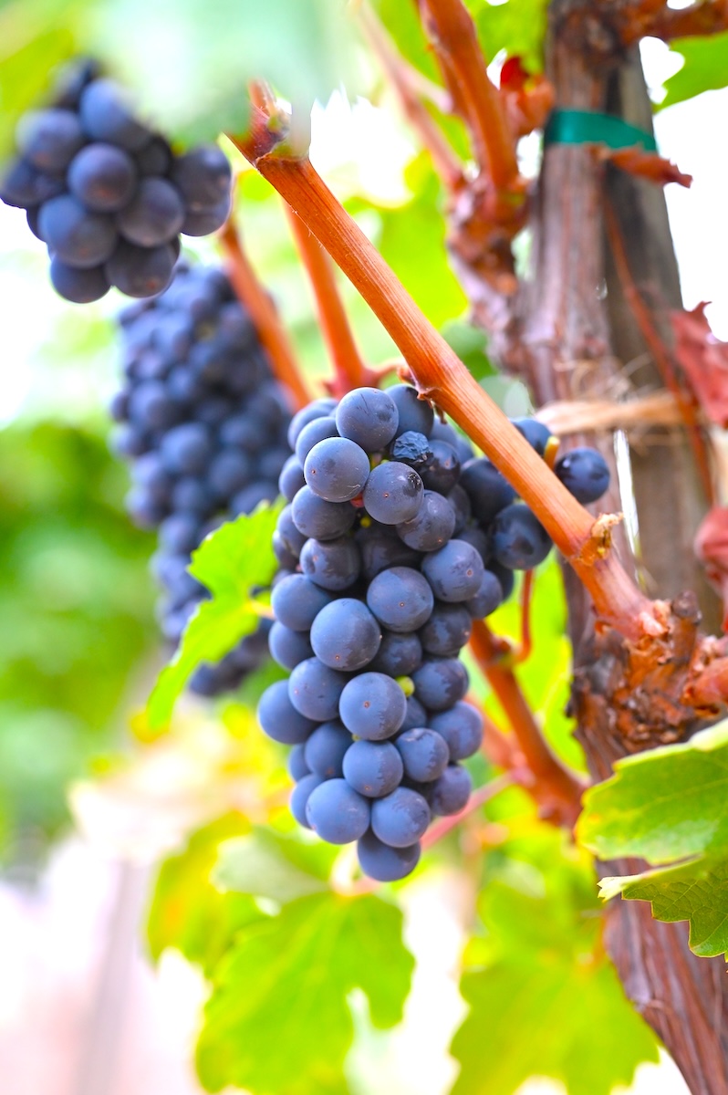 wine-companies-wine-marketing-agency-advertising-company wine-companies-wine-marketing-agency-advertising-company